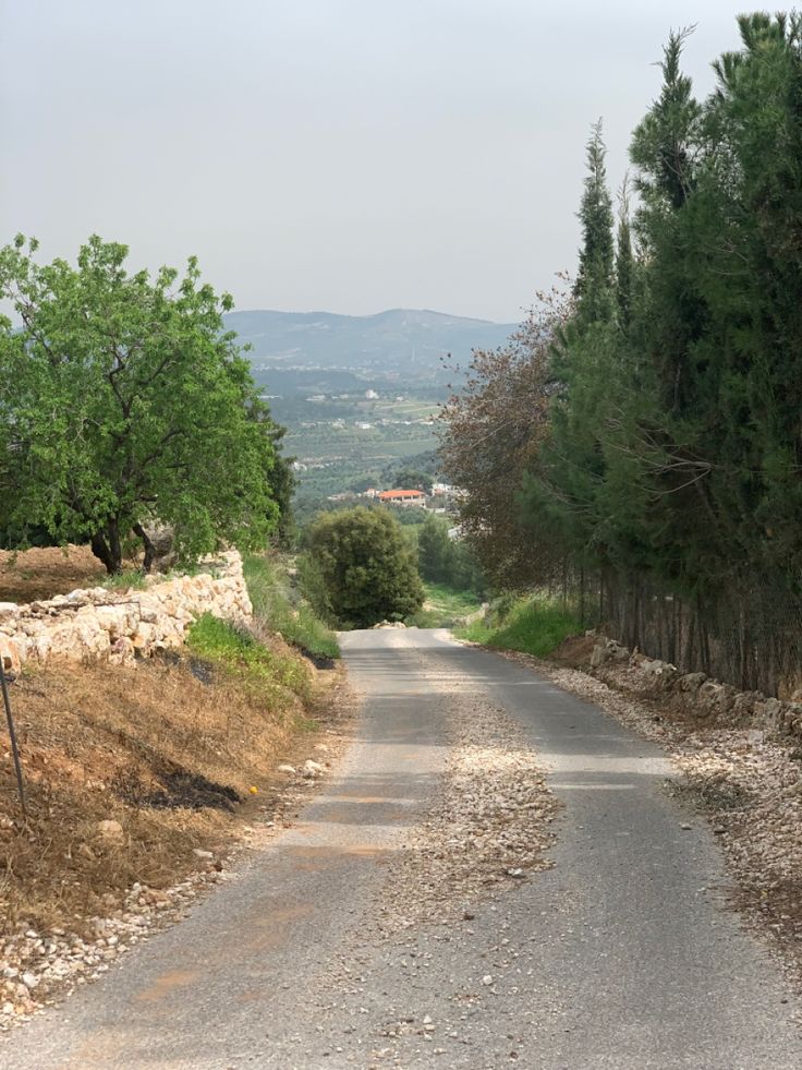 an empty road surrounded by trees on both sides