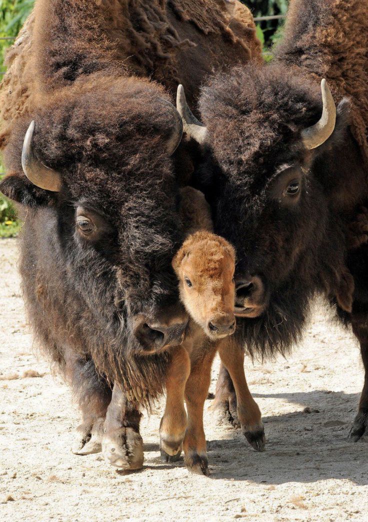 two bison standing next to each other on a dirt ground