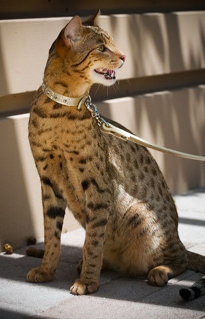 a cat sitting on the ground with its leash tied around it's neck and mouth