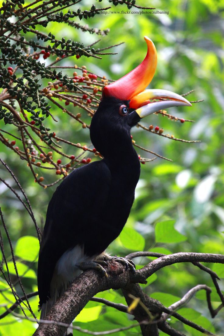 a black bird with a red and yellow beak sitting on a tree branch