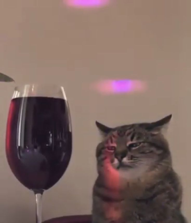 a cat sitting next to a glass of wine