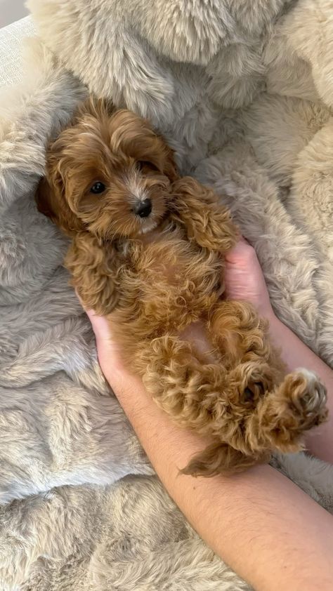 a person holding a small brown dog on top of a white fluffy teddy bear blanket