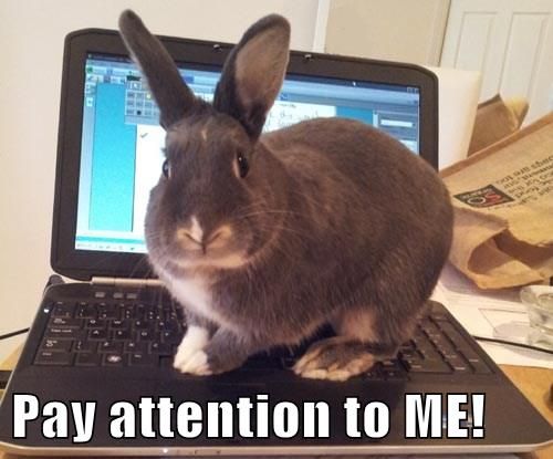 a rabbit is sitting on top of a laptop computer that says, pay attention to me