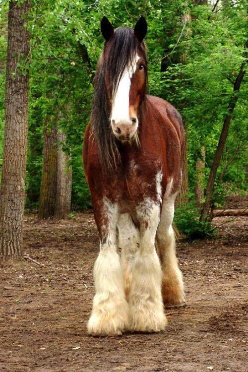 a brown and white horse standing in the woods