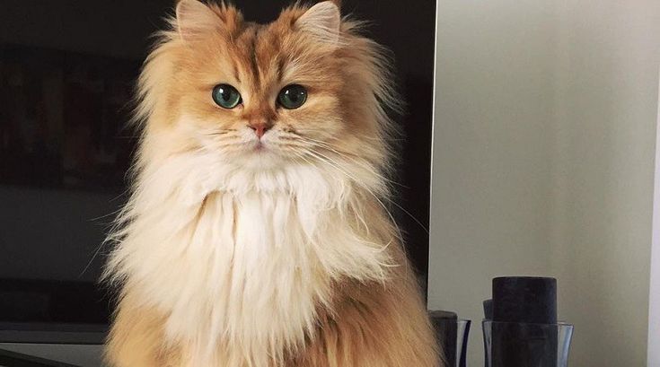 a fluffy cat sitting on top of a table