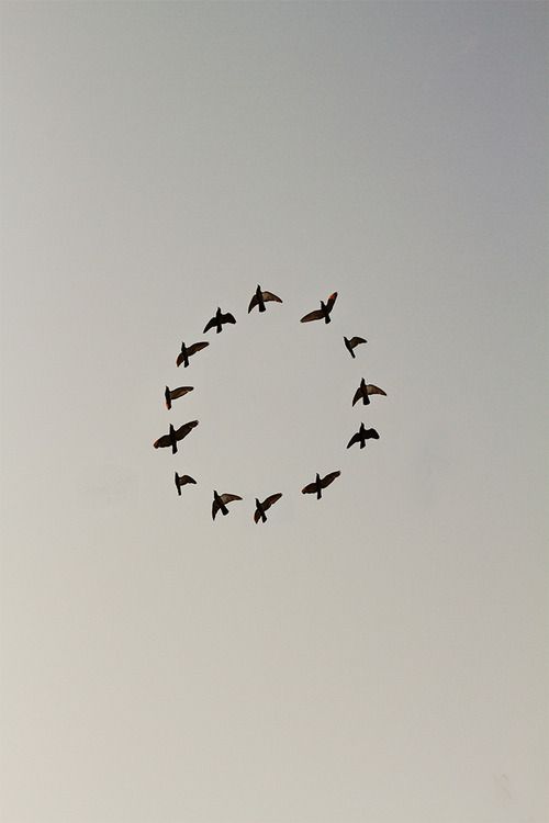 a flock of birds flying in the sky with a circle on it's side