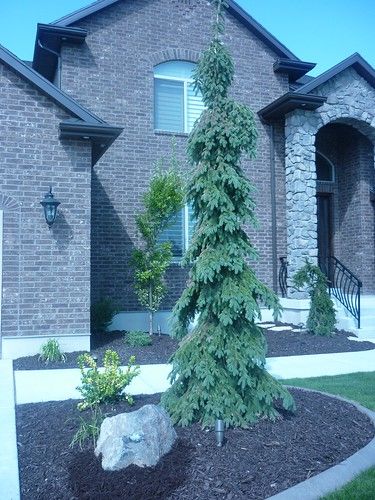 a tree in front of a brick house