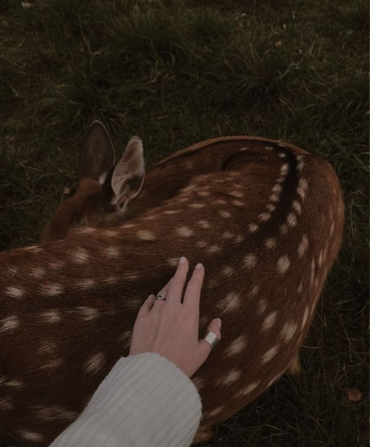 a person petting a deer in the grass