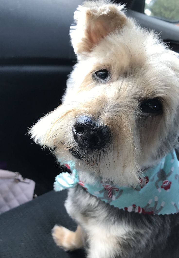 a small white dog wearing a blue bandana sitting in the back seat of a car