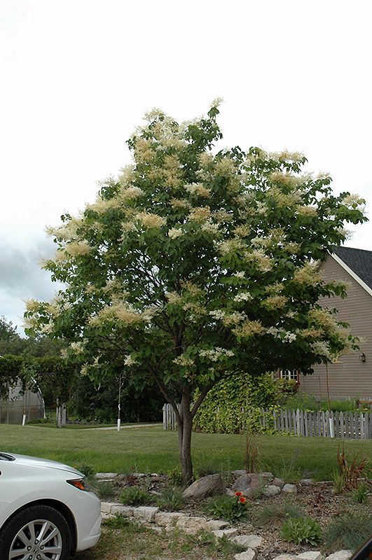 a white car parked in front of a house next to a tree with flowers on it