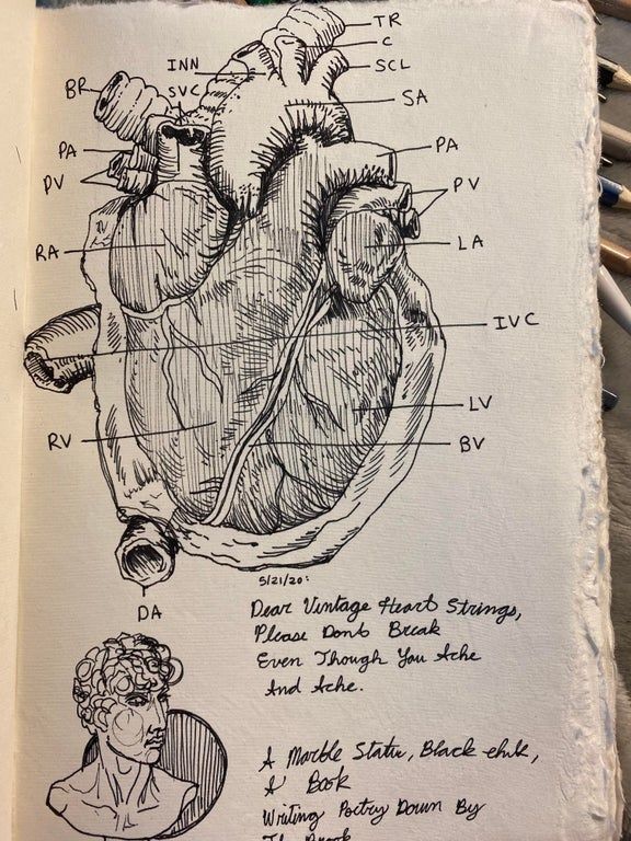 a drawing of the human heart on paper