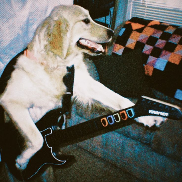 a dog sitting on a couch with a guitar in it's lap and his mouth open