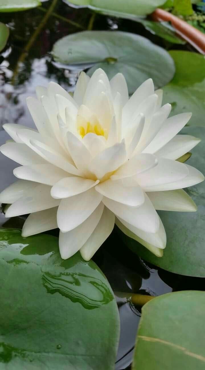 a white water lily floating on top of green leaves