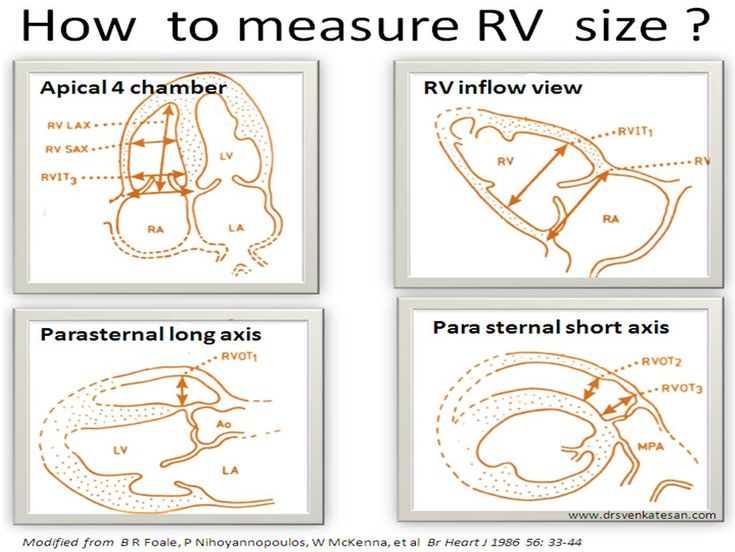 four diagrams showing how to measure the size of an animal's heart and lungs