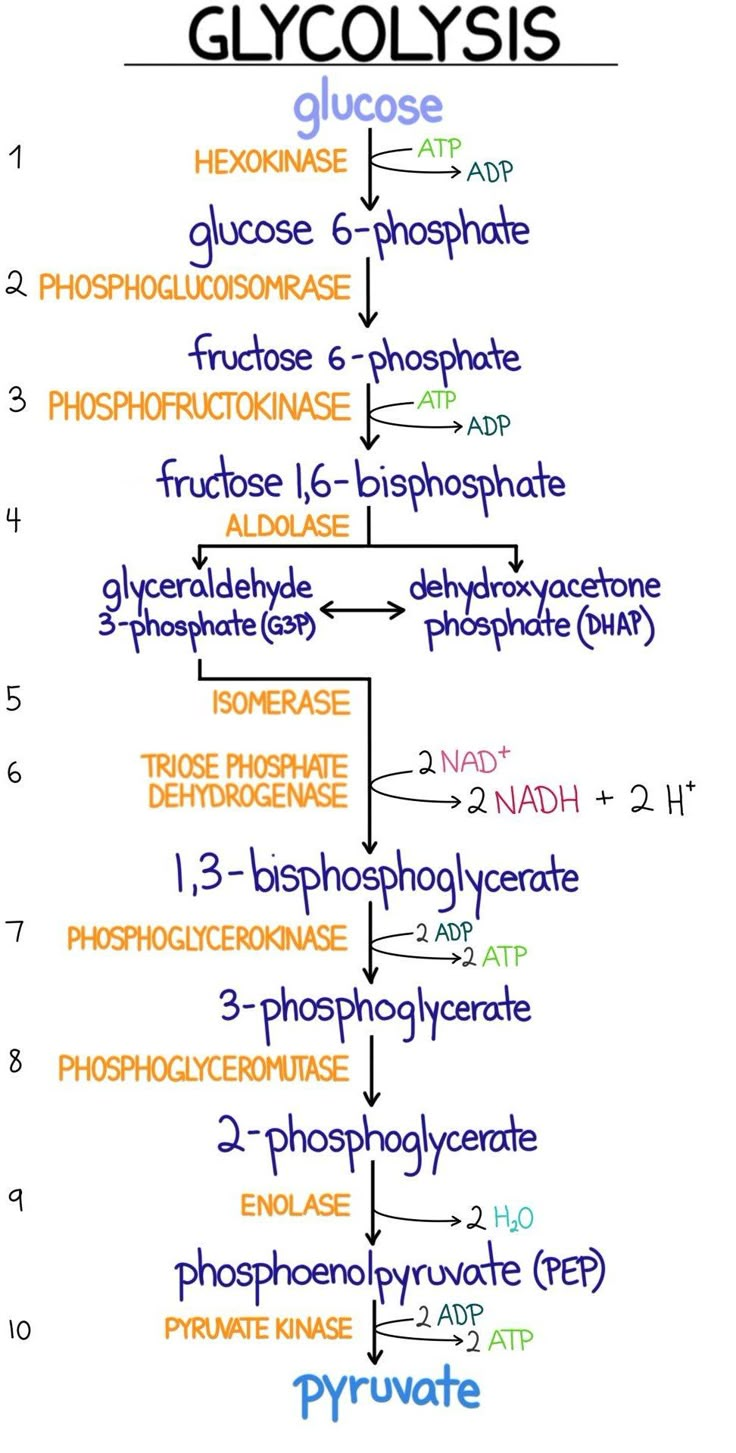 the structure of glycohysis and its major functions, including phosynce