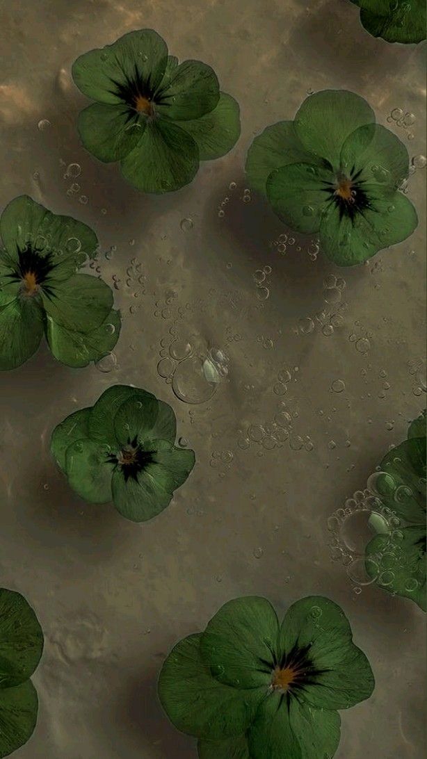 green leaves floating on top of water in a pond with drops of water around them