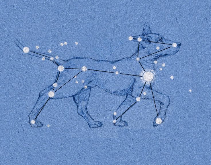 a drawing of a dog with the zodiac signs on it's back and stars all over its body