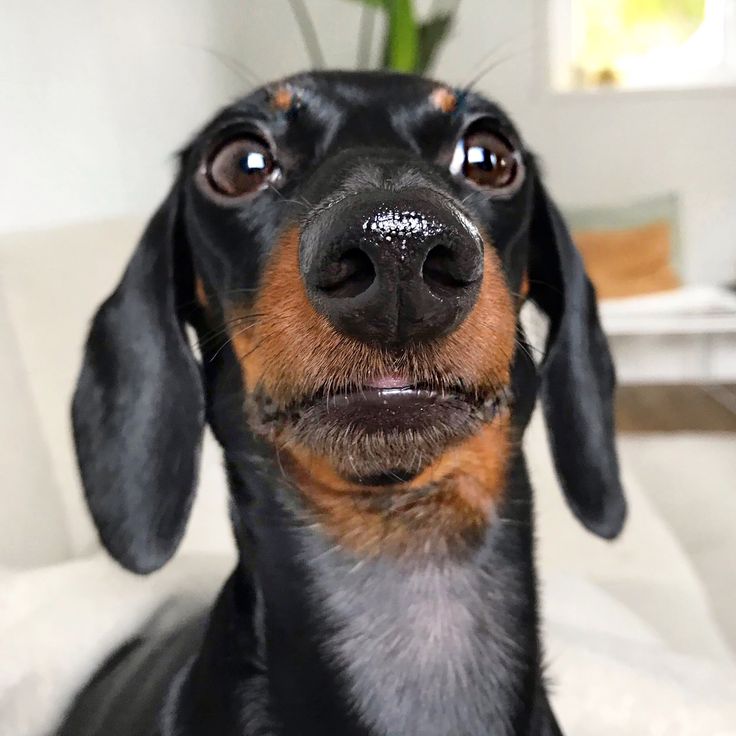 a black and brown dachshund looking at the camera