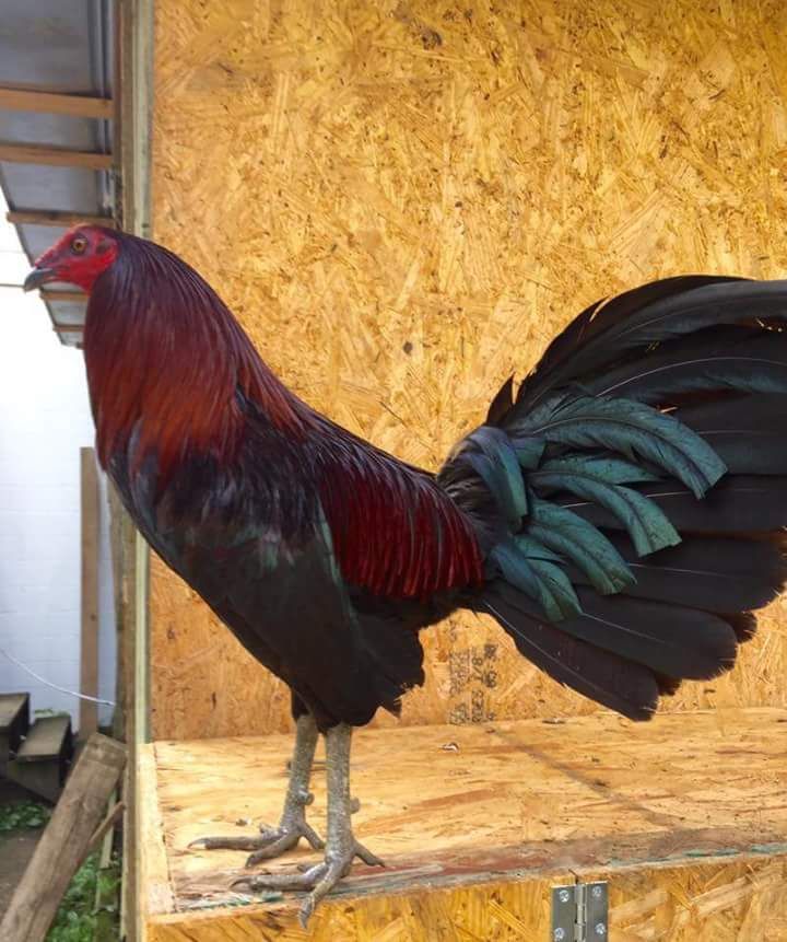 a rooster standing on top of a wooden box