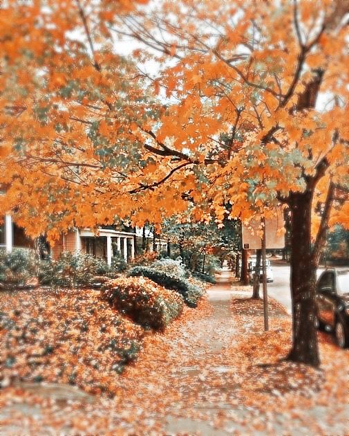 an autumn scene with leaves on the ground and cars parked along the side of the road