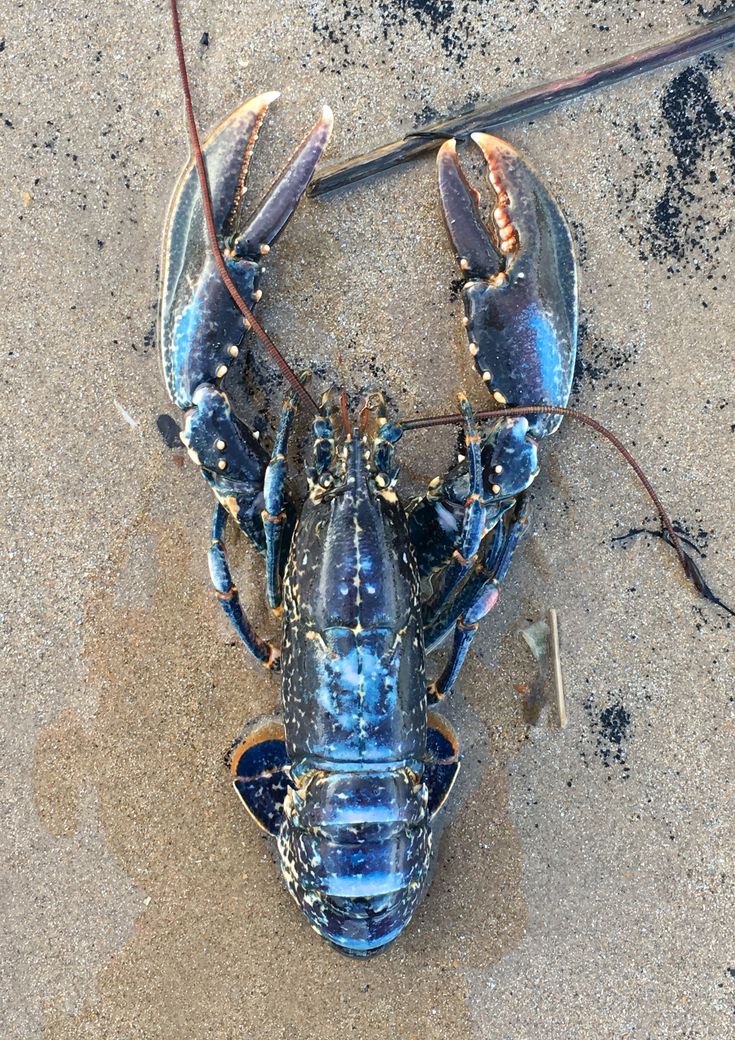 a blue lobster is laying on the sand with its head turned to look like it's been caught