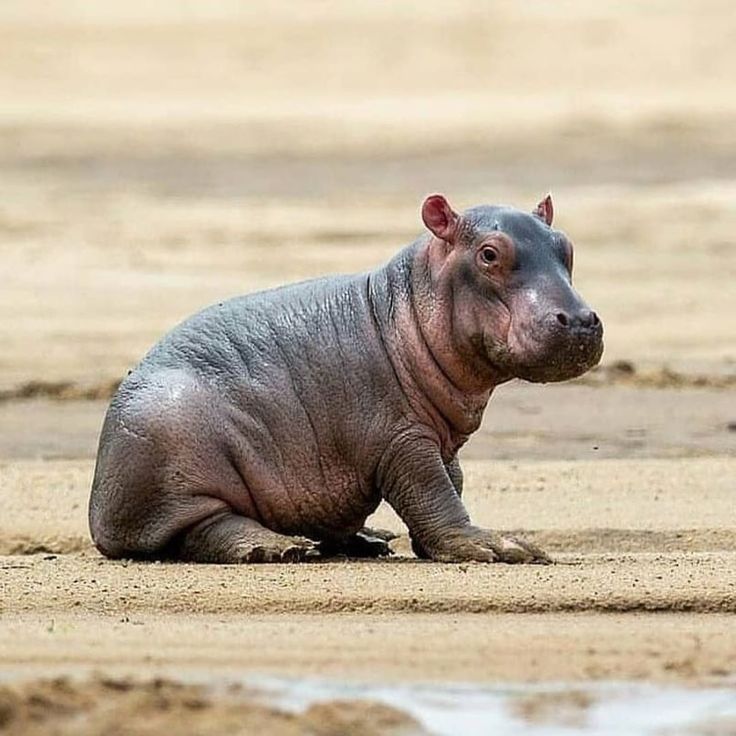 a baby hippopotamus sitting on the ground