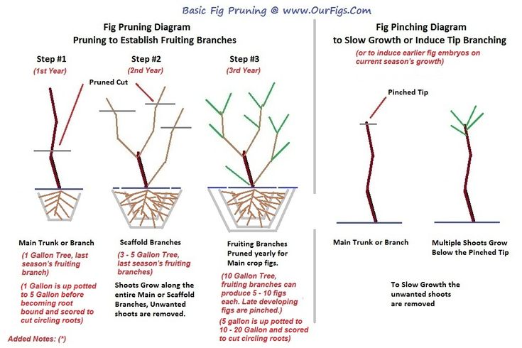 three different types of trees with their roots and leaves showing the stages to grow them