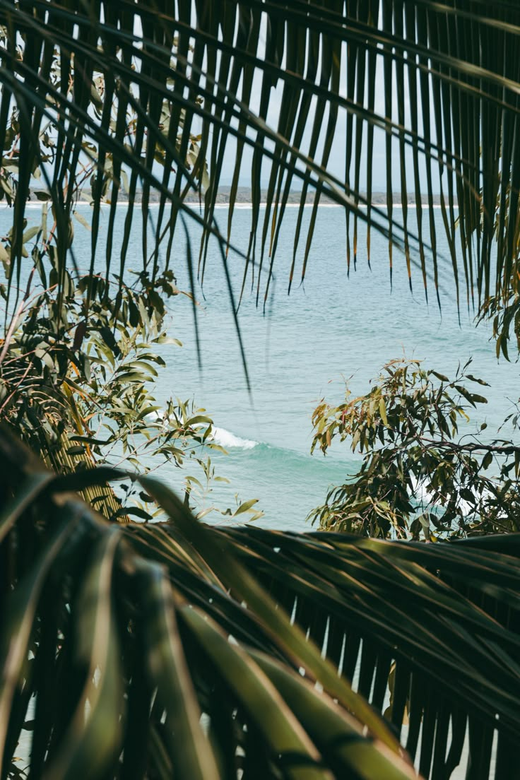 the view from behind some palm trees looking out at the ocean