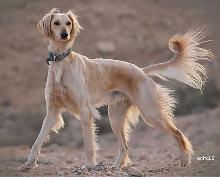 a dog standing on top of a dirt field next to a hill and looking at the camera