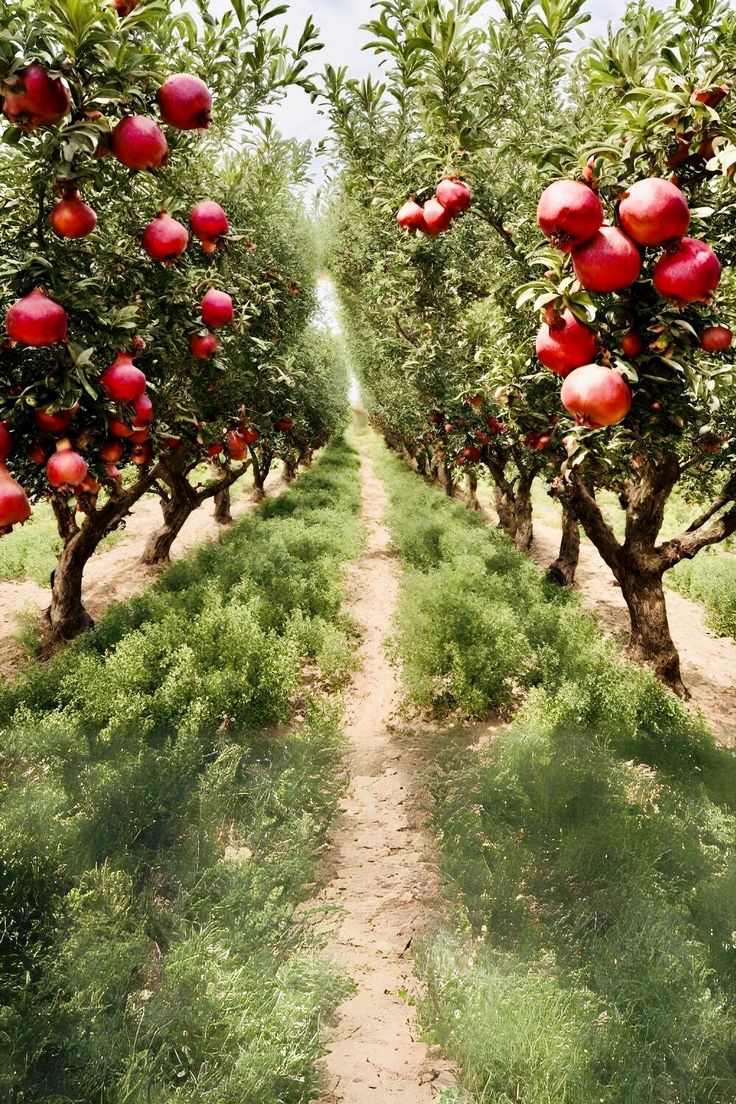 an apple orchard with lots of red apples on the trees and dirt path leading to them