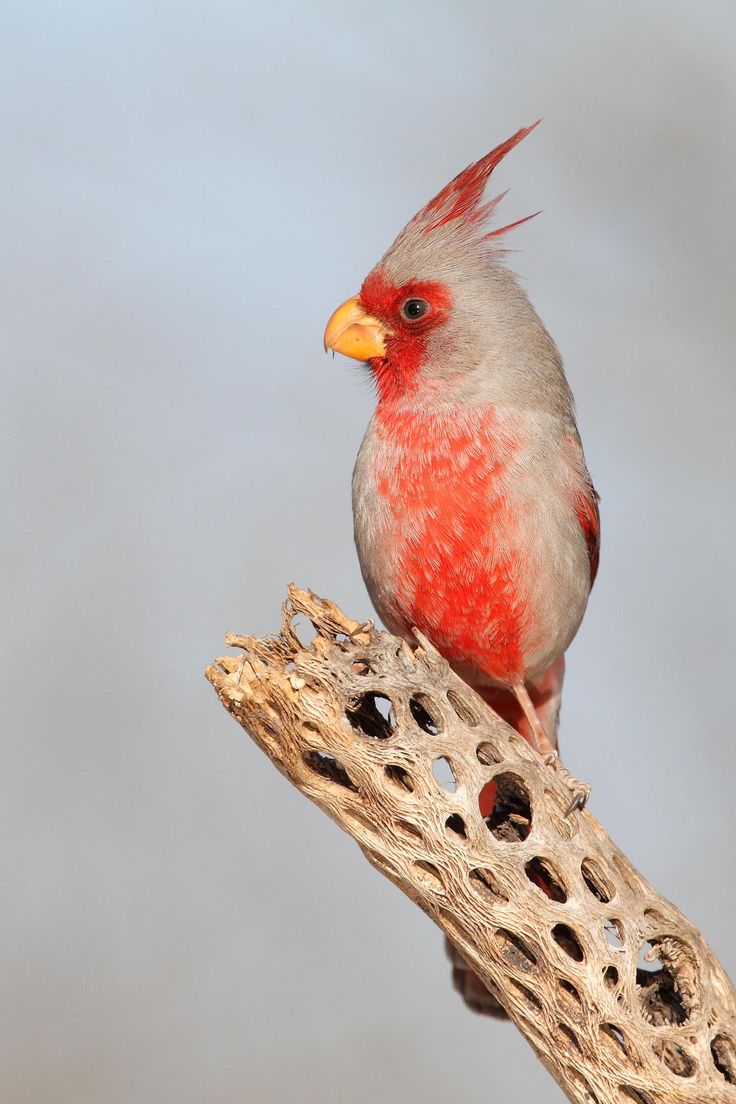 a red and gray bird sitting on top of a tree branch with holes in it