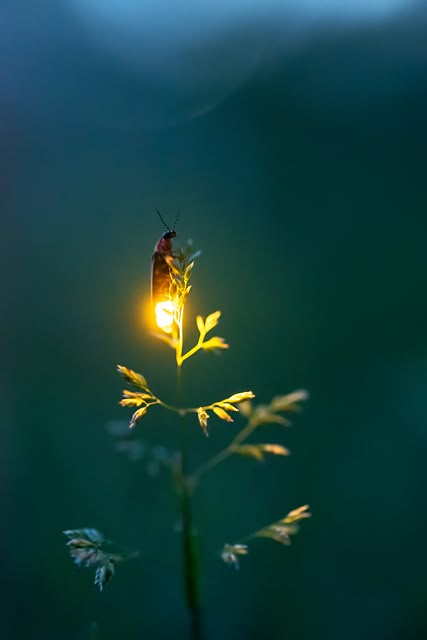 a bug sitting on top of a plant with a light in it's mouth