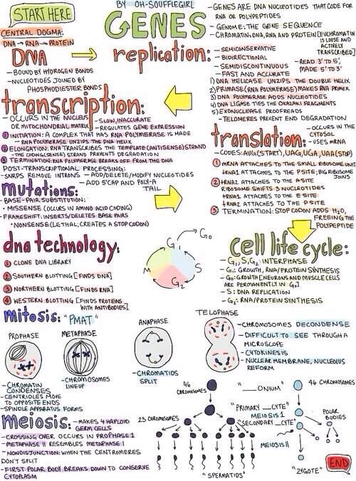 a hand drawn diagram with words and symbols in different languages, including the word gene's