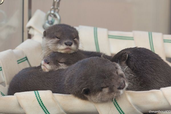 three baby otters are sitting in a hammock