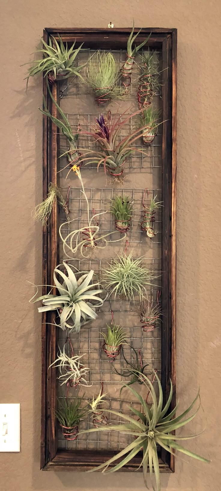 an air plant display hanging on the wall