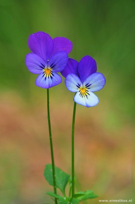 two purple and white flowers with green leaves in front of a blurry field background