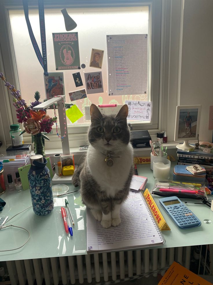 cat aesthetic, room aesthetic, inspo Cat In College Dorm, Cat Aesthetic Room, Aesthetic Cat Room, Dorm Cat, Roommate Ideas, College Cat, House Manifestation, Dorm House, Romanticizing School