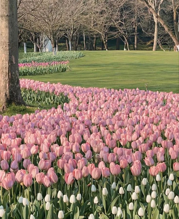 a field full of pink tulips in the middle of a park with trees