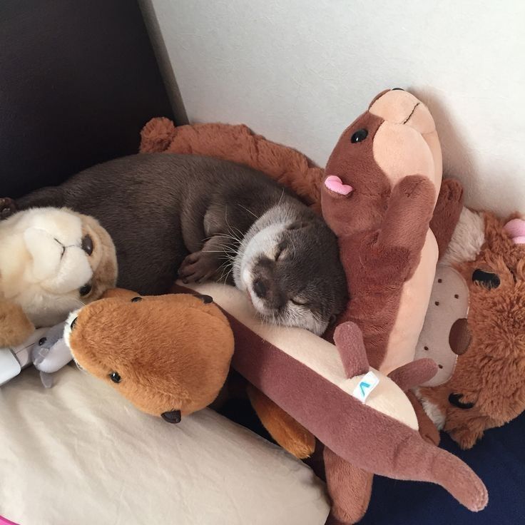 a small dog sleeping on top of stuffed animals and teddy bears in a room with white walls