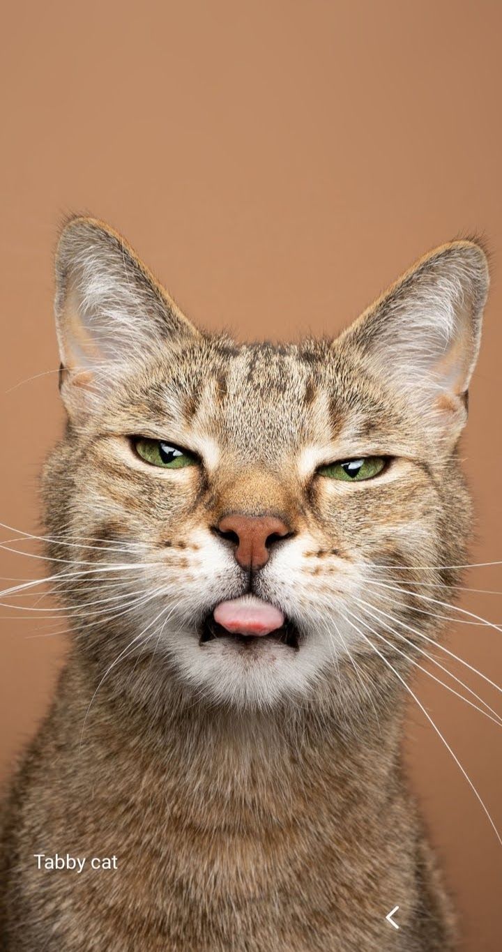 a close up of a cat making a funny face