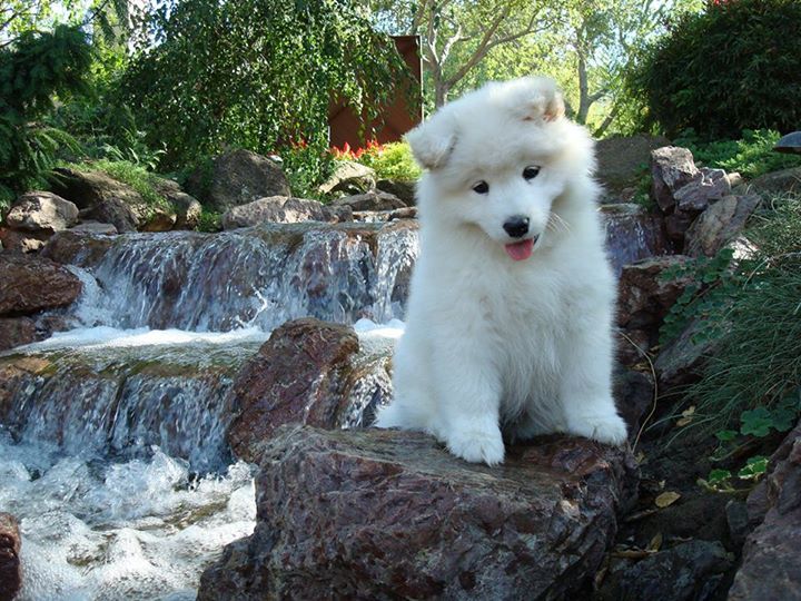 a small white dog sitting on top of a rock next to a waterfall in the forest