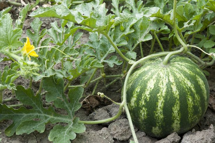 a green watermelon growing on the ground next to some rocks and plants with yellow flowers