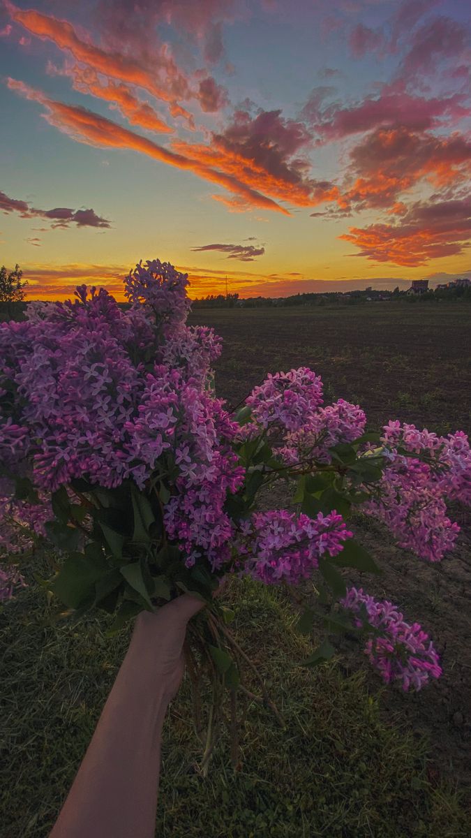 purple flowers are in the foreground as the sun sets over an open field with grass and trees