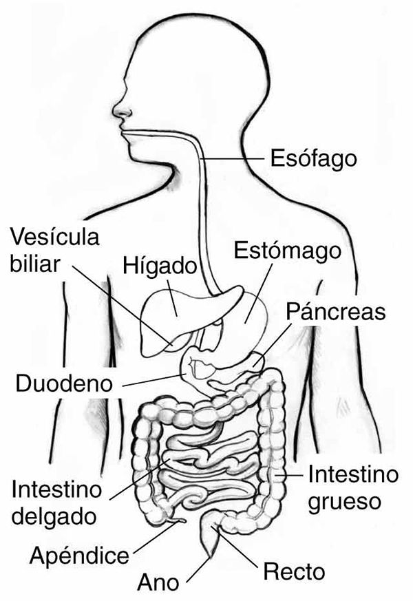 diagram of the human body organs labeled in spanish