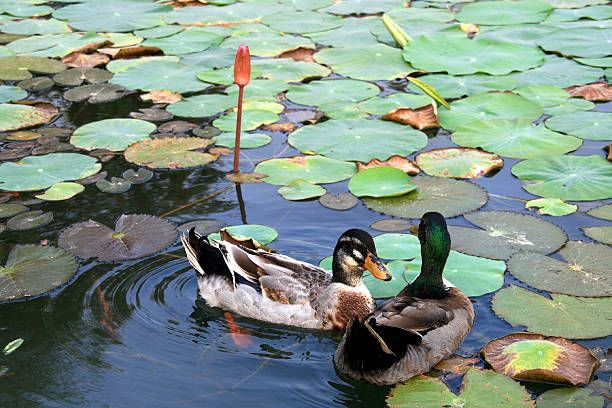 two ducks are swimming in the water with lily pads