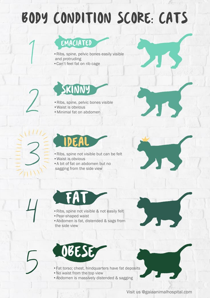 the body condition score for cats