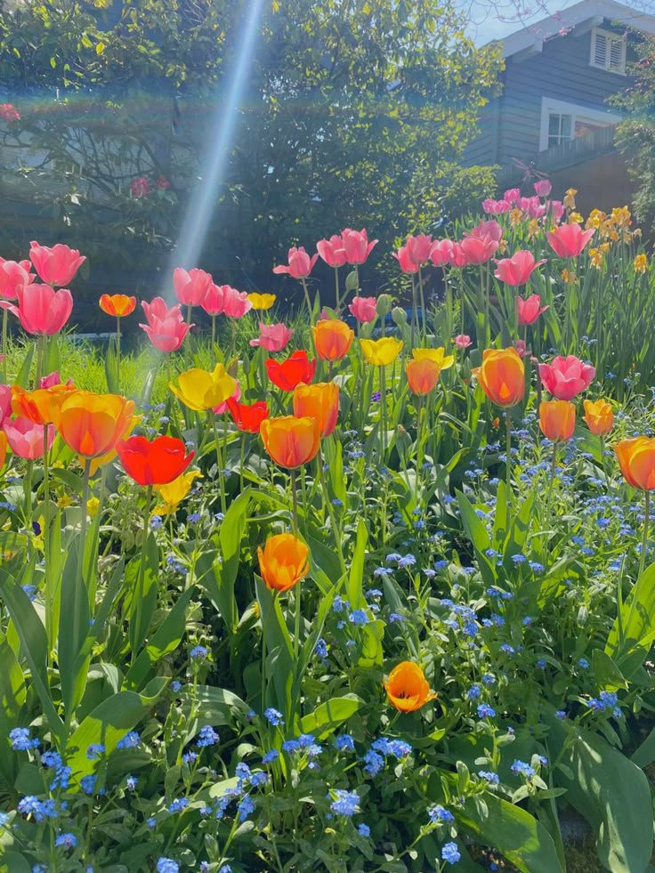 a field full of colorful flowers next to a house in the background with sun shining on them