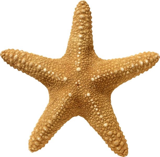 a starfish is shown on a white background with clippings to the bottom