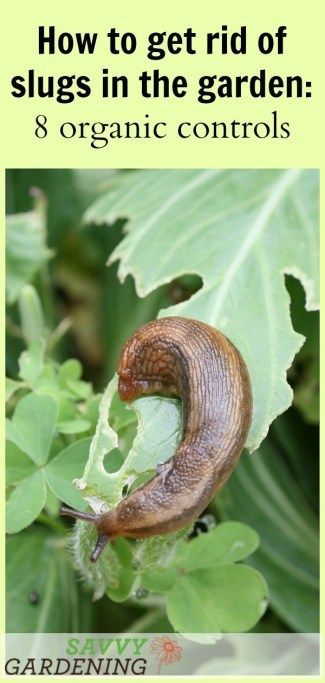 a slug crawling on the leaves of a plant with text overlay reading how to get rid of slugs in the garden & organic controls