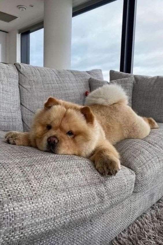 a brown dog laying on top of a gray couch